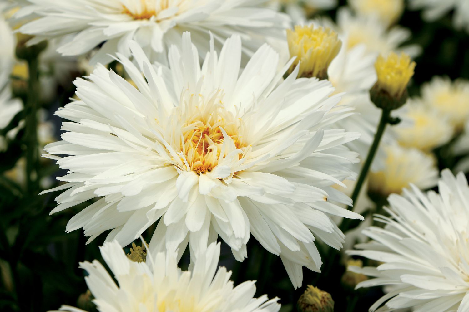 Shasta Daisy Mt. Hood