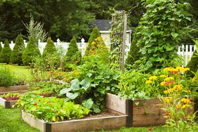 Vegetable garden in back yard
