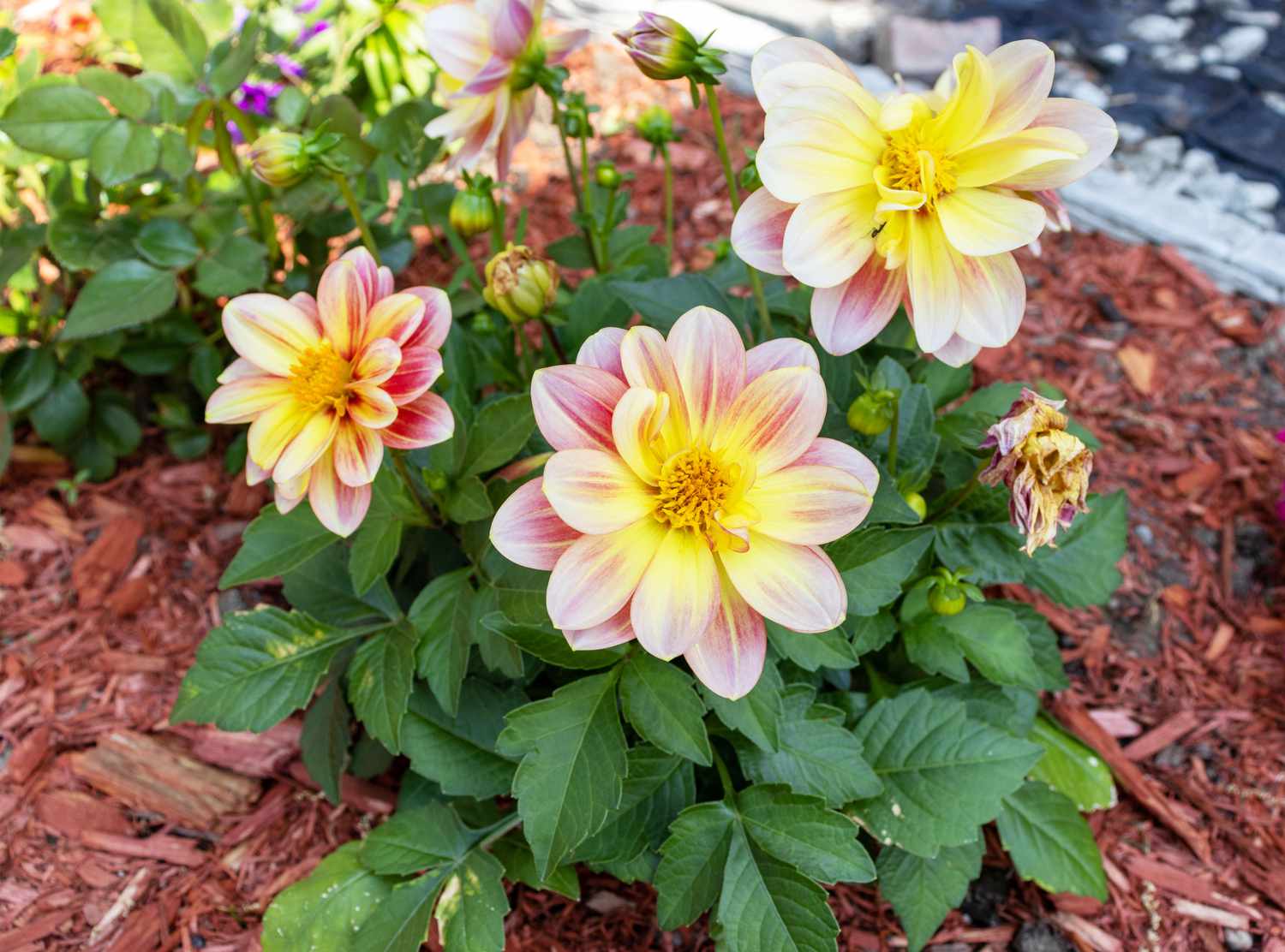 Dahlias going dormant in fall