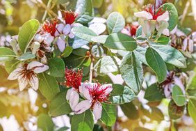 Pineapple guava tree branches with blooming flowers
