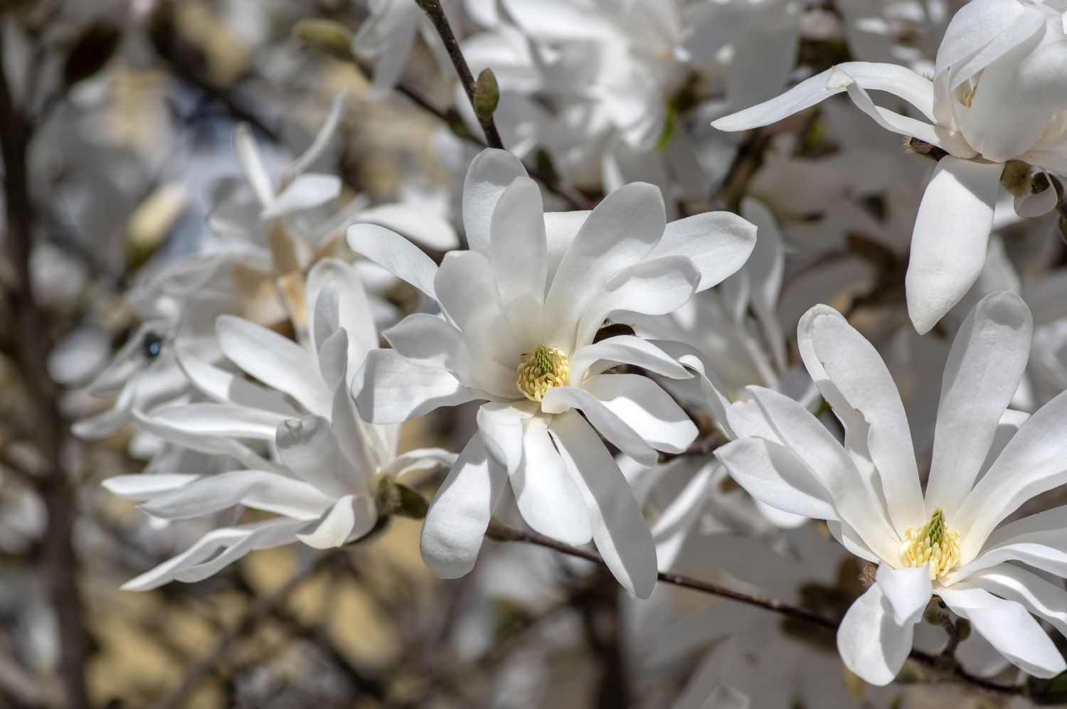 Magnolia stellata early springtime flowering small tree