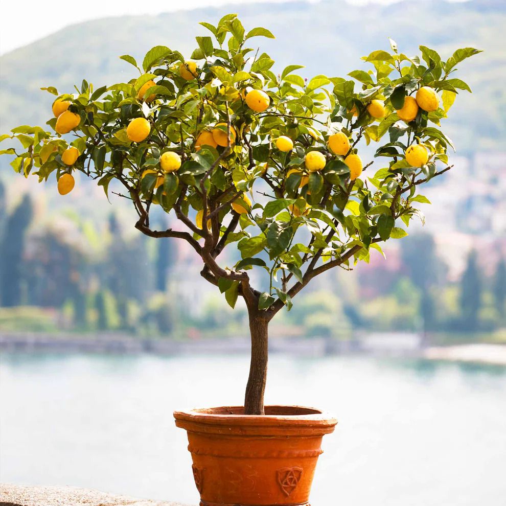Meyer lemon tree. 