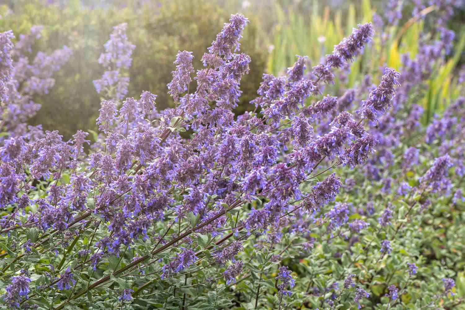 Large bloom of purple catnip flowers