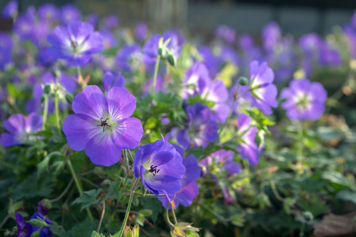 Geranium Rozanne in bloom with green leaves.