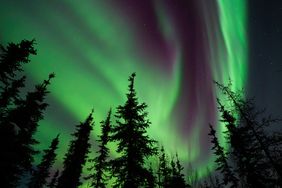 Northern lights over a forest with trees silhouetted against the vibrant aurora
