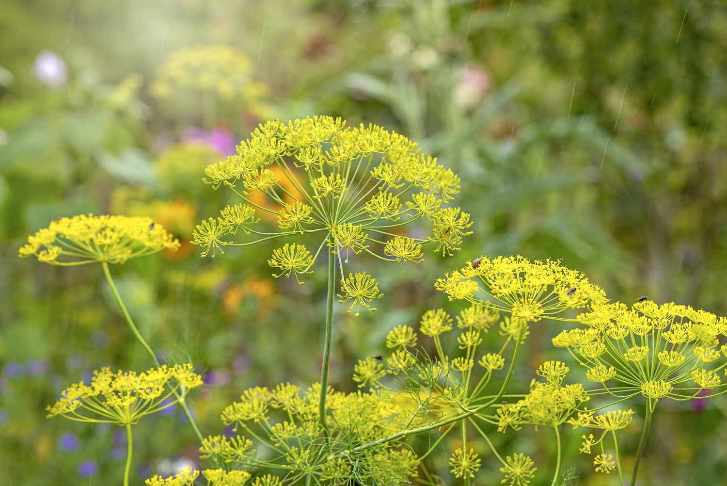 Wild Fennel