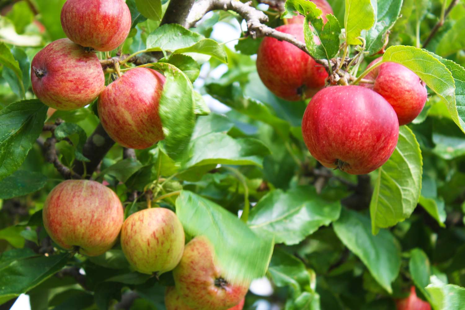 Apples growing on tree branches with green leaves