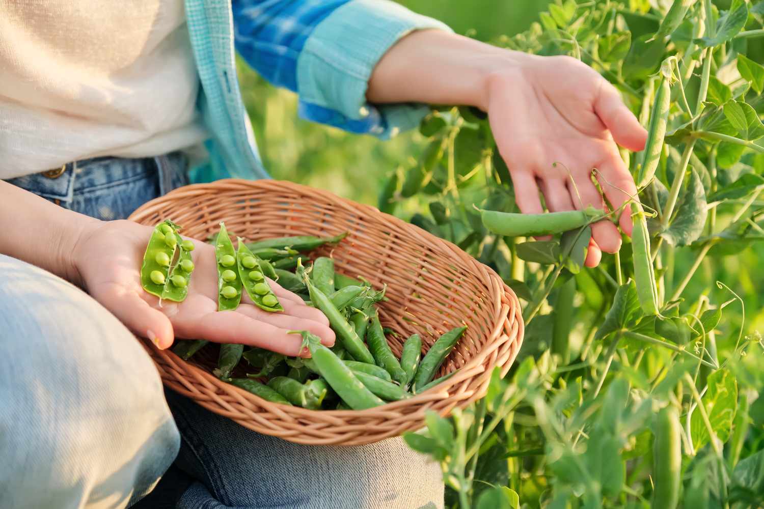 A person harvesting green peas into a basket in a garden