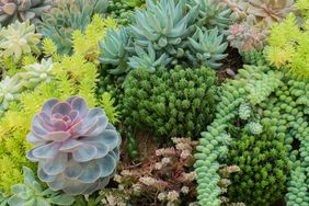 Collection of succulents in a garden