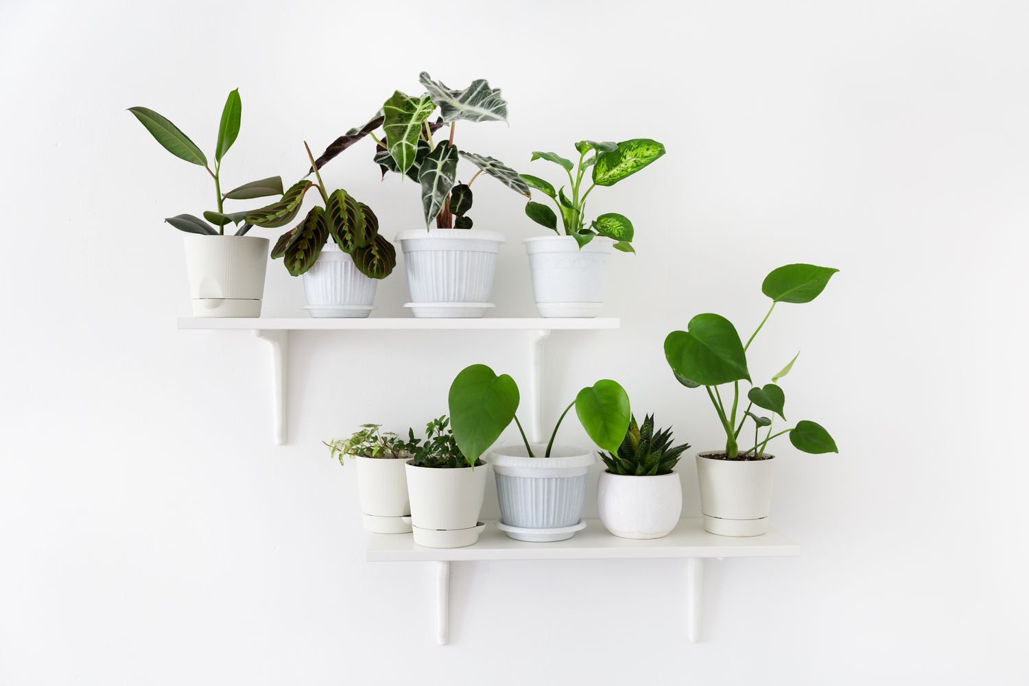 Plants on the shelves. Composition of home garden. Modern home decor. Floral concept.