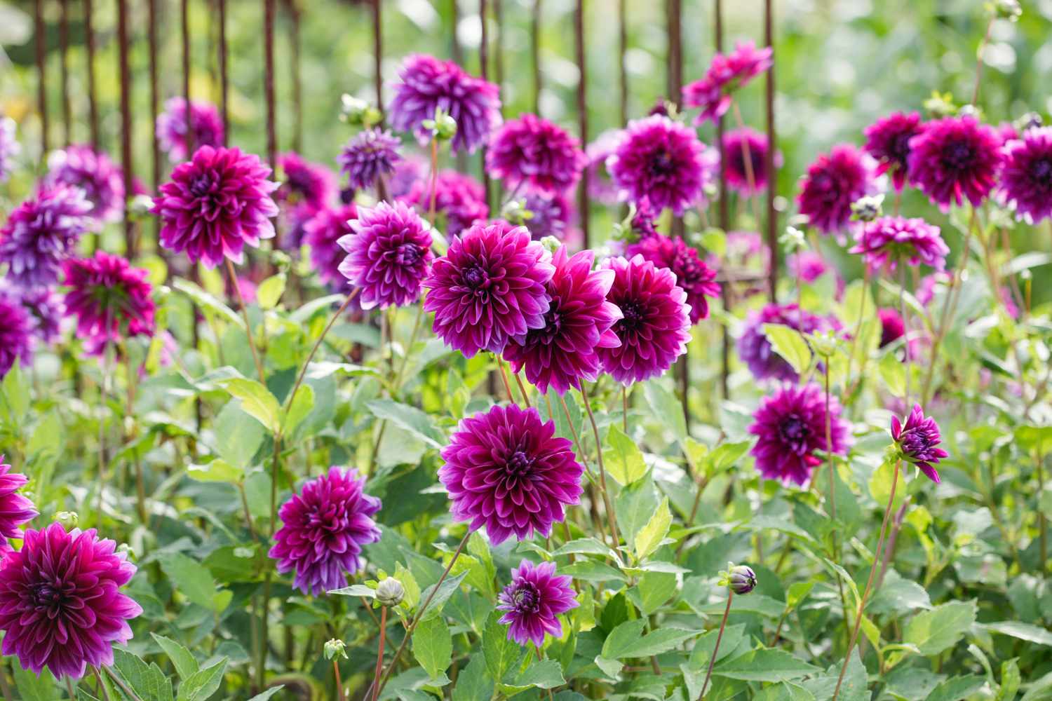 Purple Dahlias