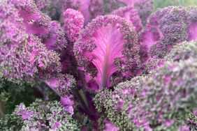 scarlet kale with bright pink leaves and frilly green edges