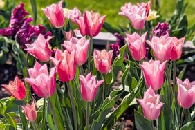 A group of tulips blooming in a garden