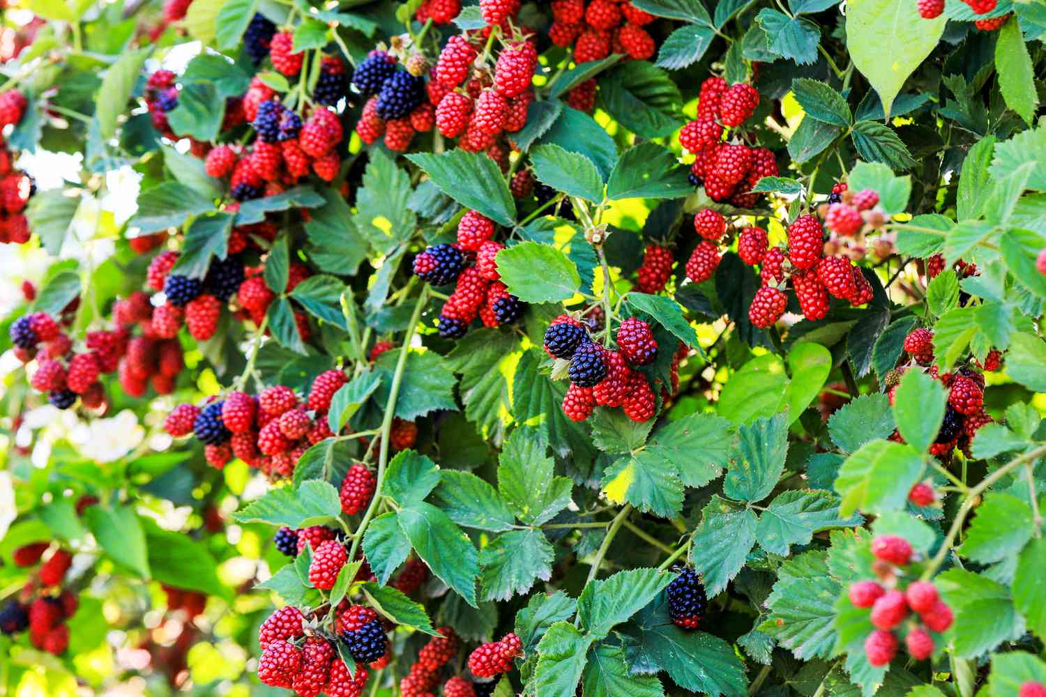 Raspberry shrub growing in food forest