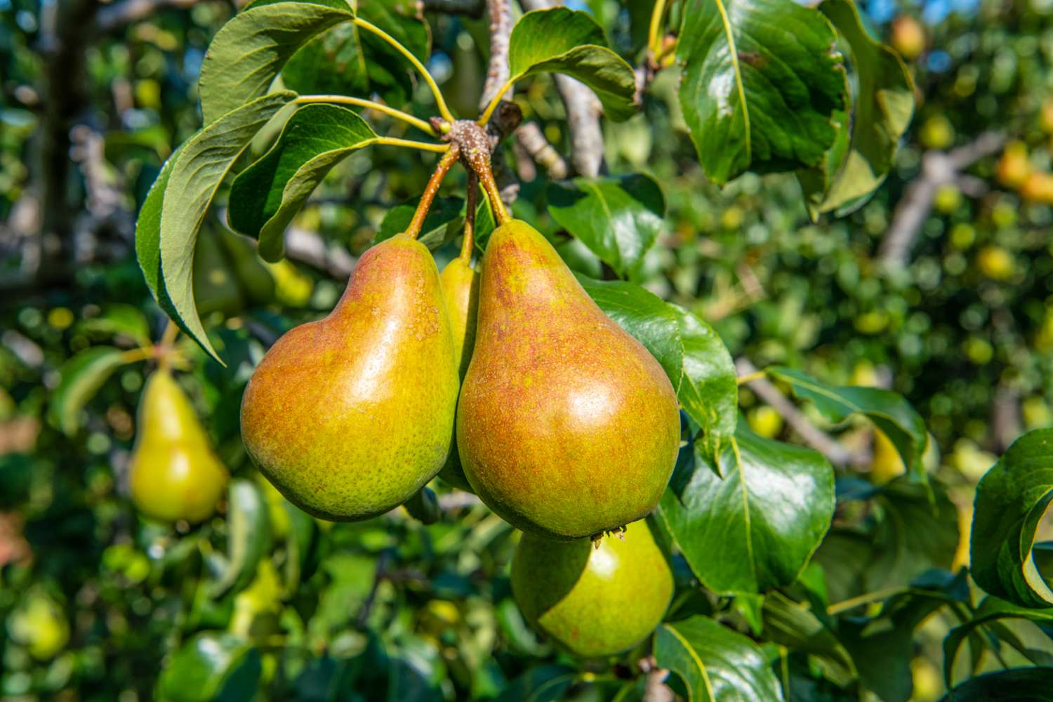 Pear (Pyrus communis) Concord ripe fruit on tree. Norfolk. UK
