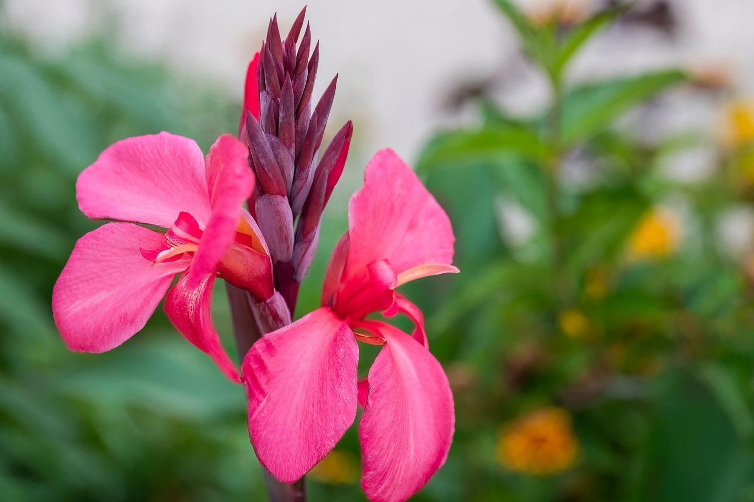 Fuchsia Canna Lily