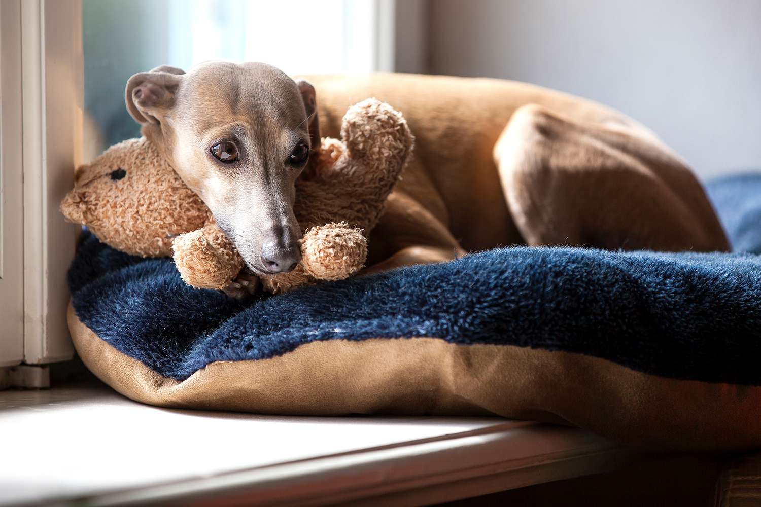 Italian grey hound dog in window