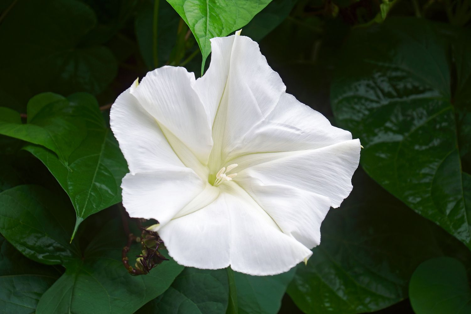 Moonflower