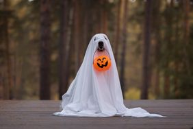 A dog in a ghost costume for Halloween