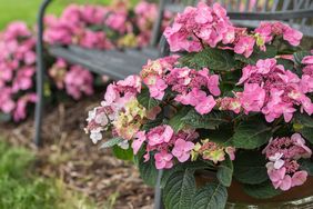 hydrangeas growing in pot next to bench