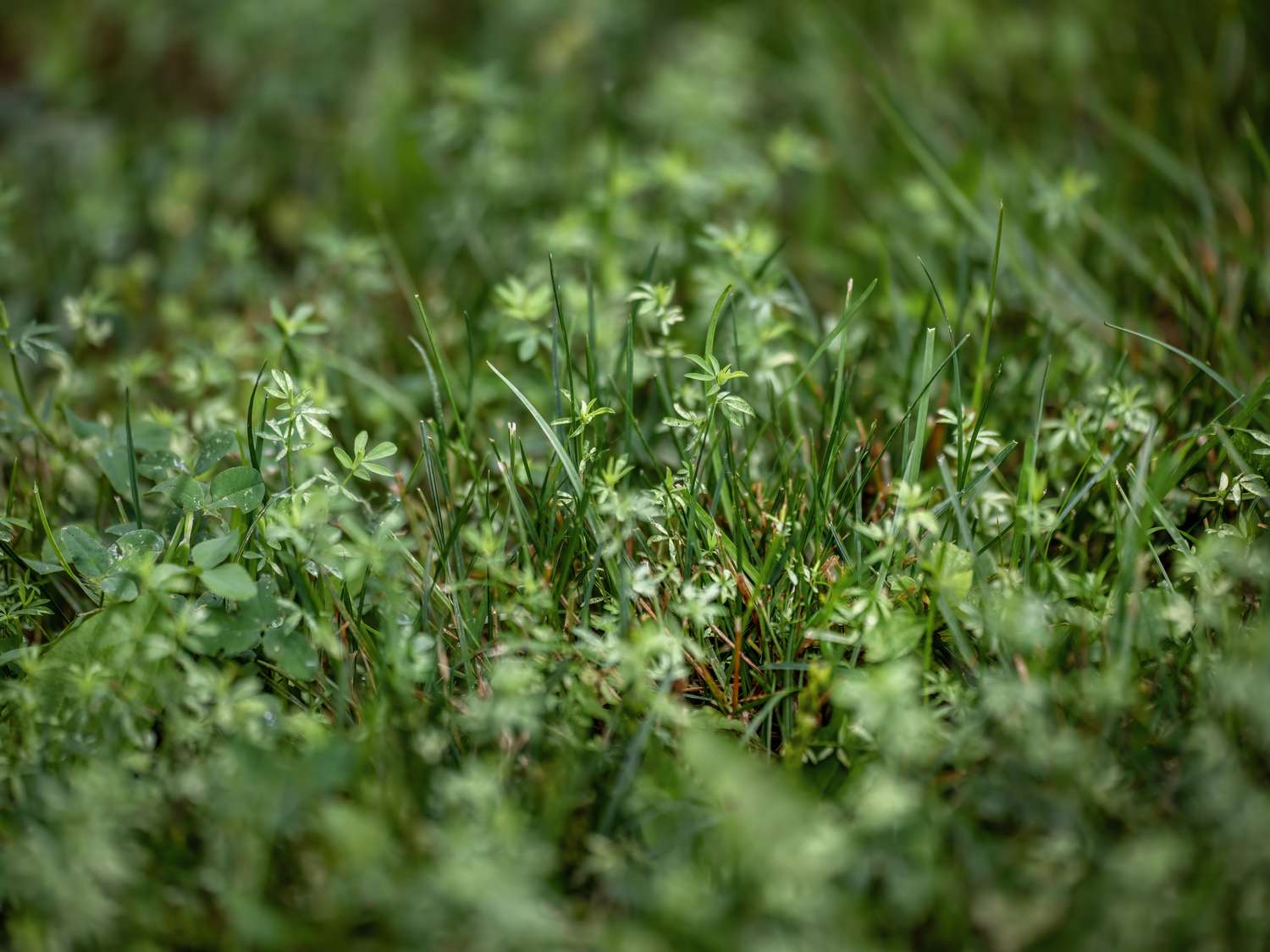 Crassula helmsii, Swamp Stonecrop, New Zealand pigmyweed, Field Madder