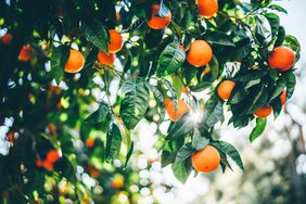 Oranges hanging from a tree branch with green leaves