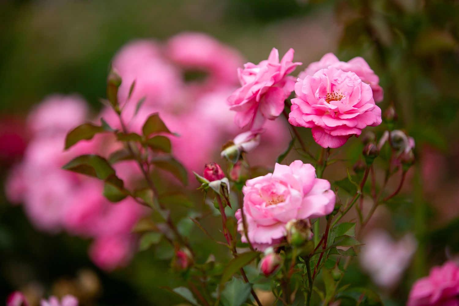 A rosebush hosts fully blossomed roses and rosebuds on the same stems.