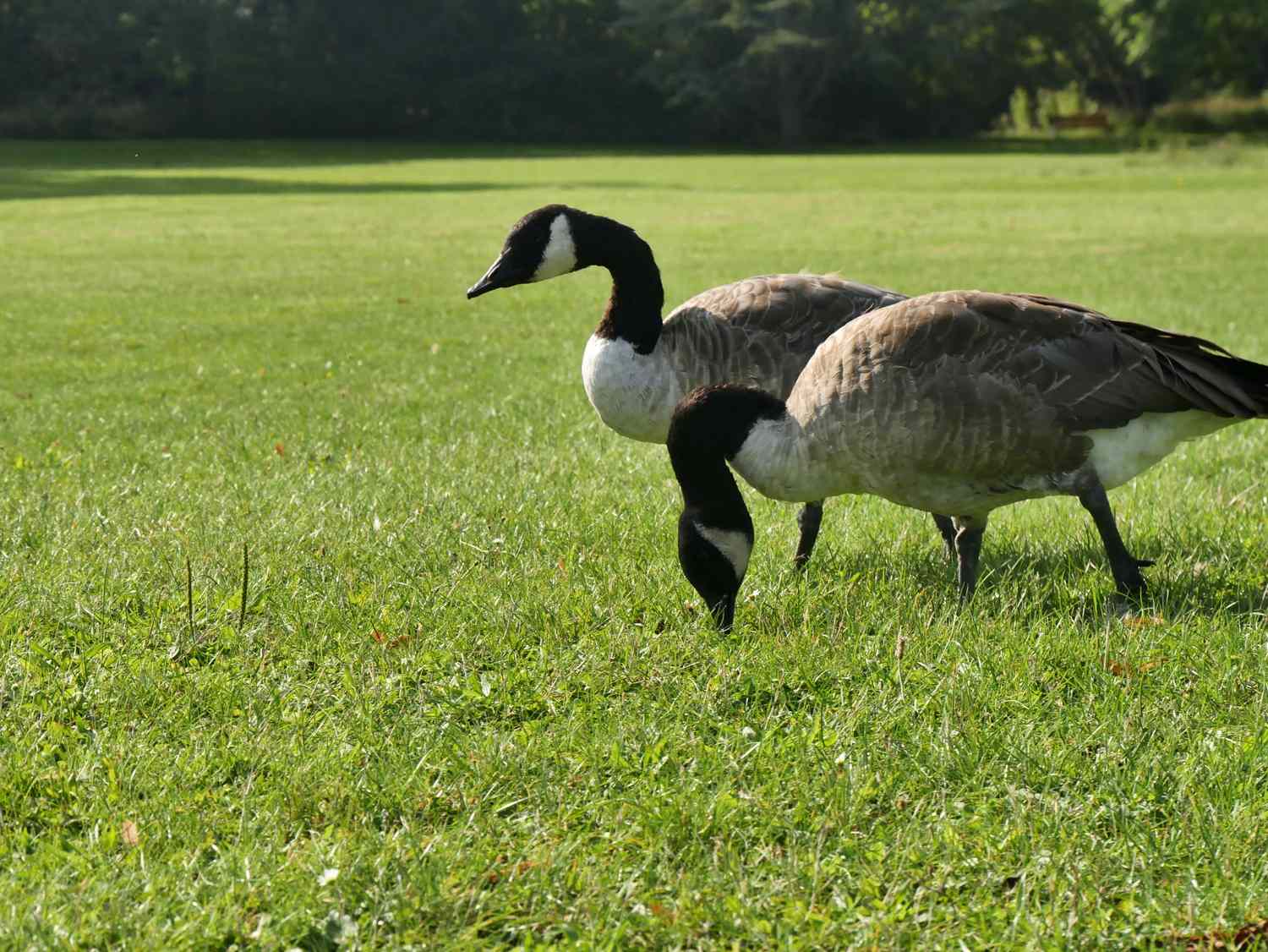 Two geese grazing on a grassy lawn