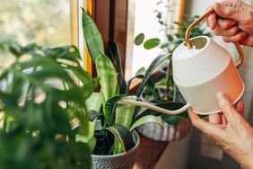 Person watering indoor plants with a white watering can