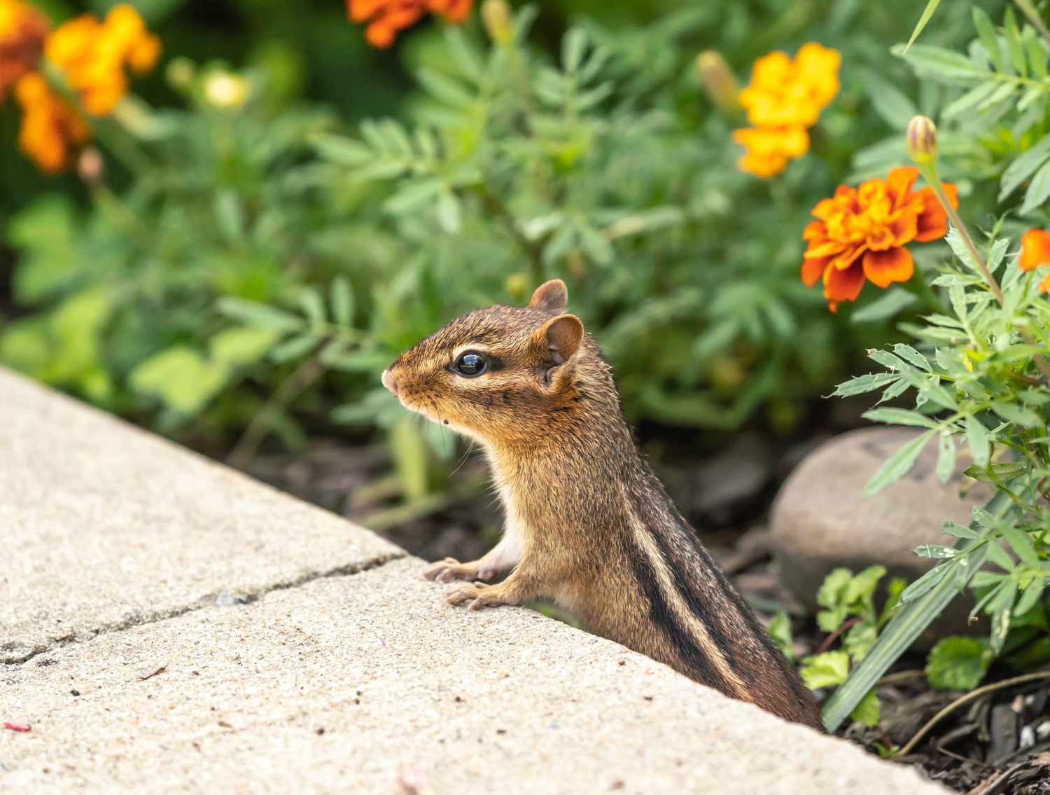 Chipmunk in Garden