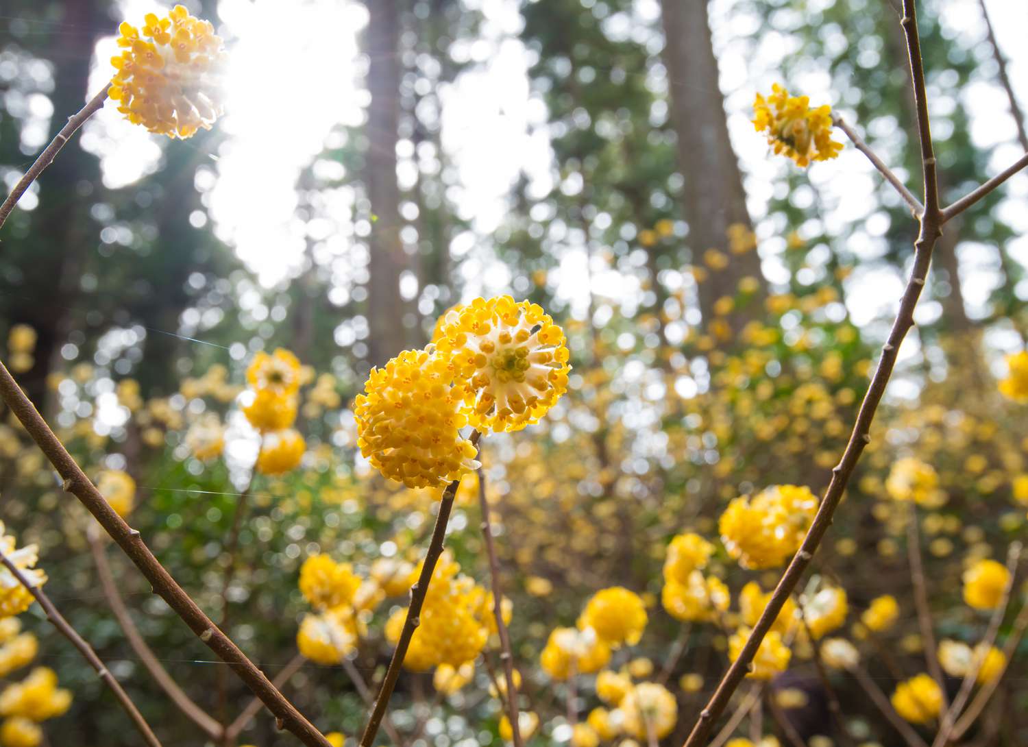 Oriental paper bush plant with yellow blooms