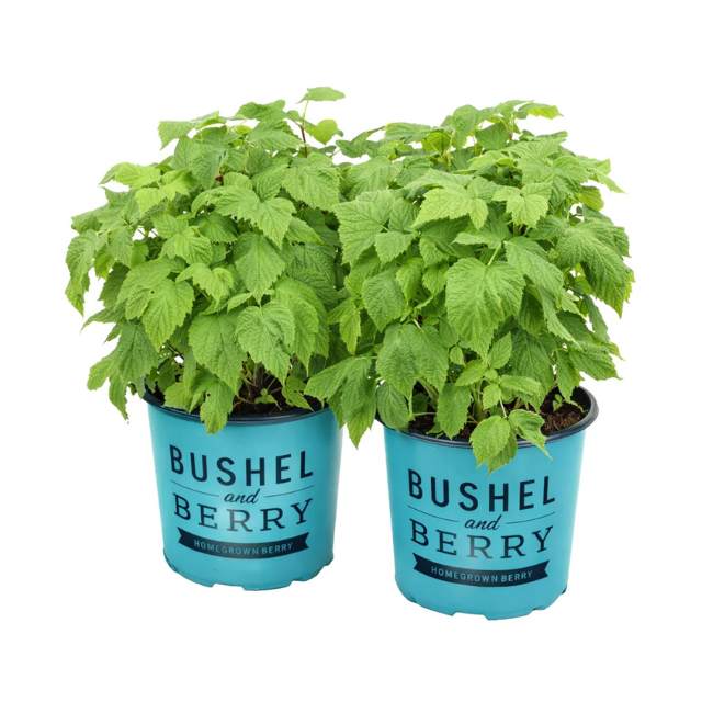 Two blue pots labeled Bushel and Berry containing green plants