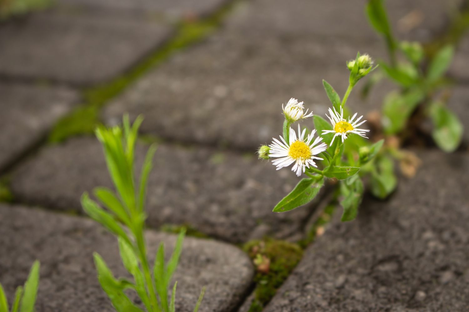 Daisy flowers on pavement. Small chamomile on the road. Nature in details. Power of nature. White flowers breaking stone pavement. Survive nature in the city. Blooming flowers.