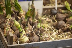 amaryllis bulbs in crate