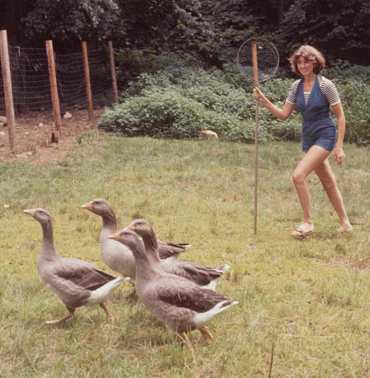 decorvow herding grey geese