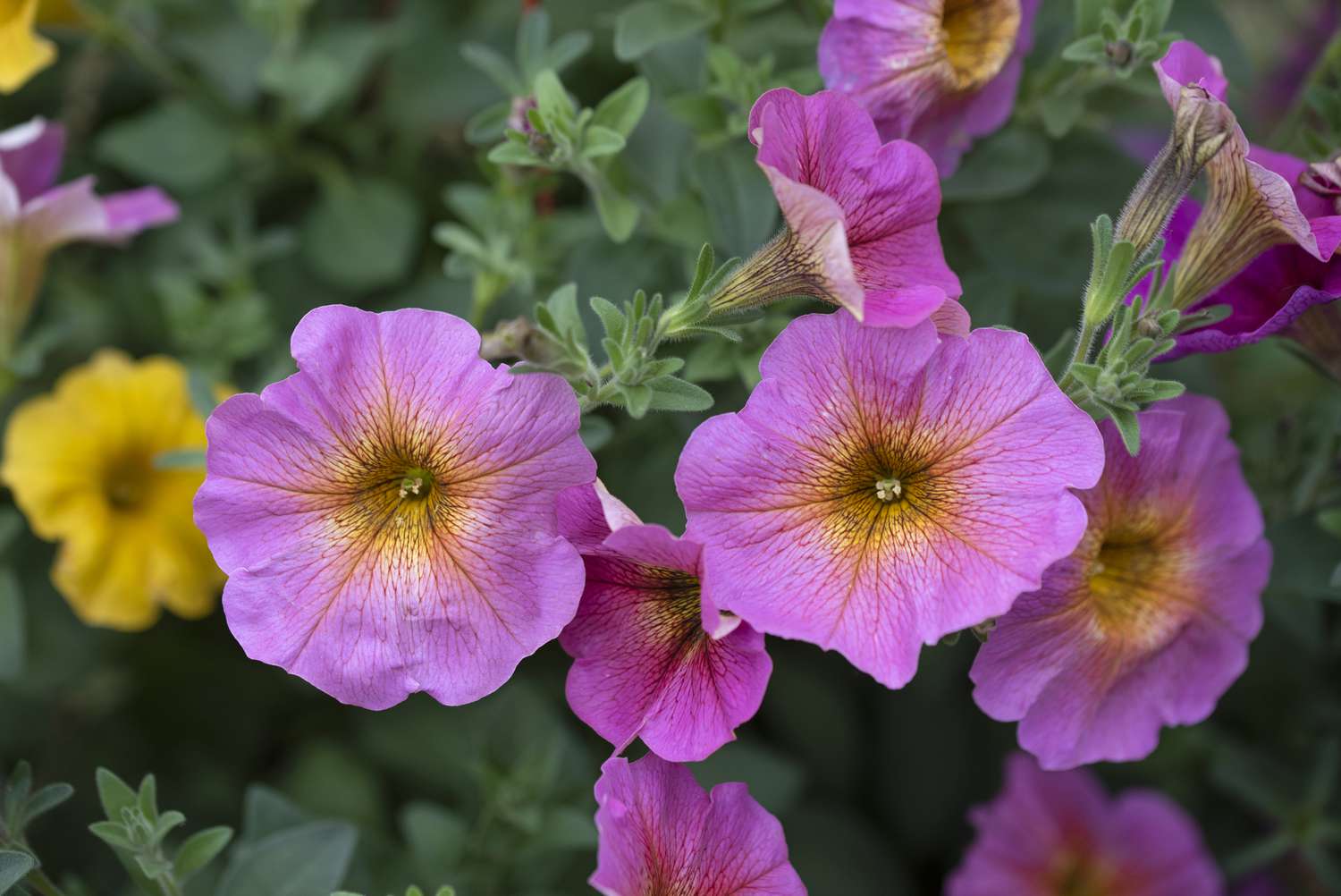 Petunias