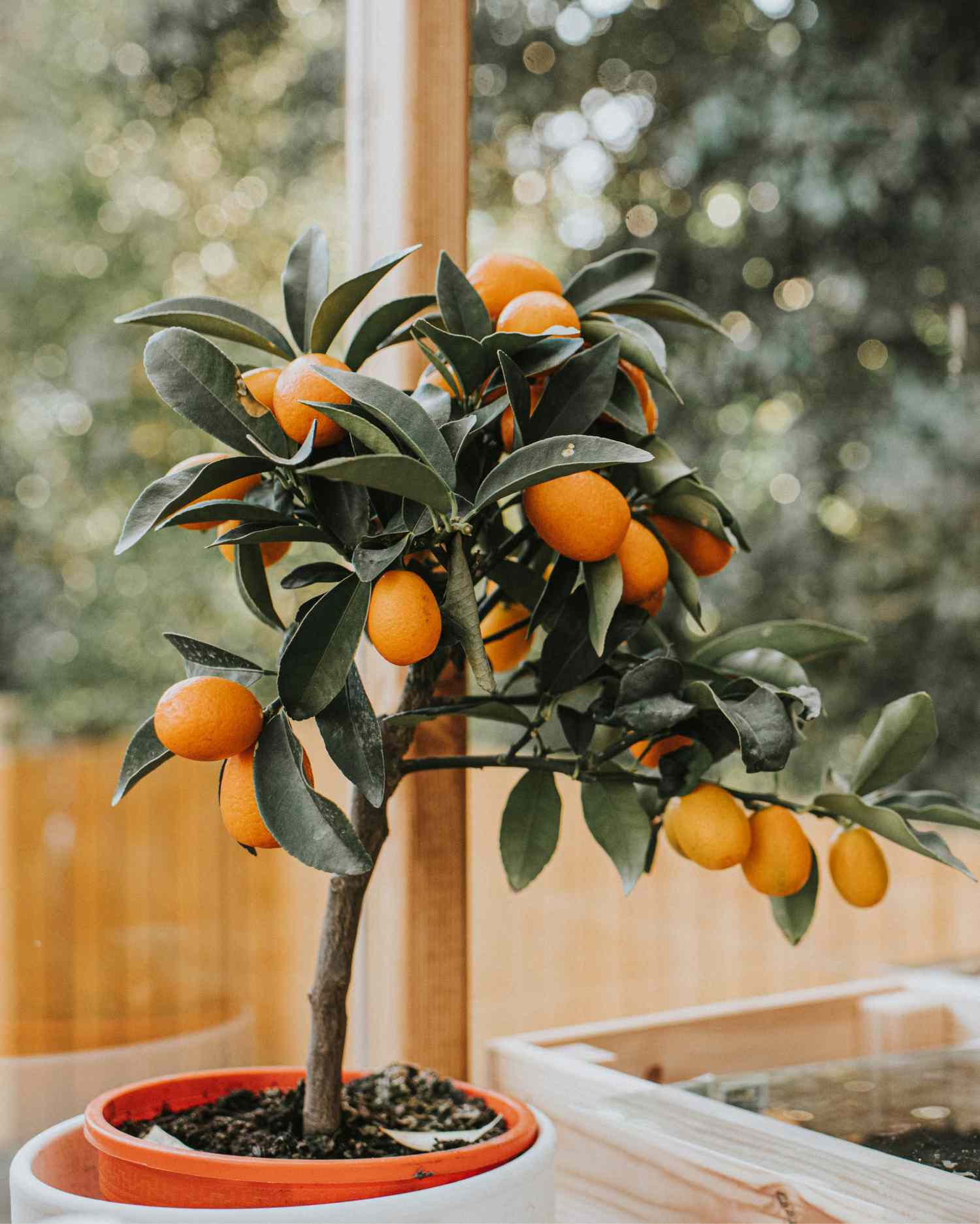 citrus tree in greenhouse