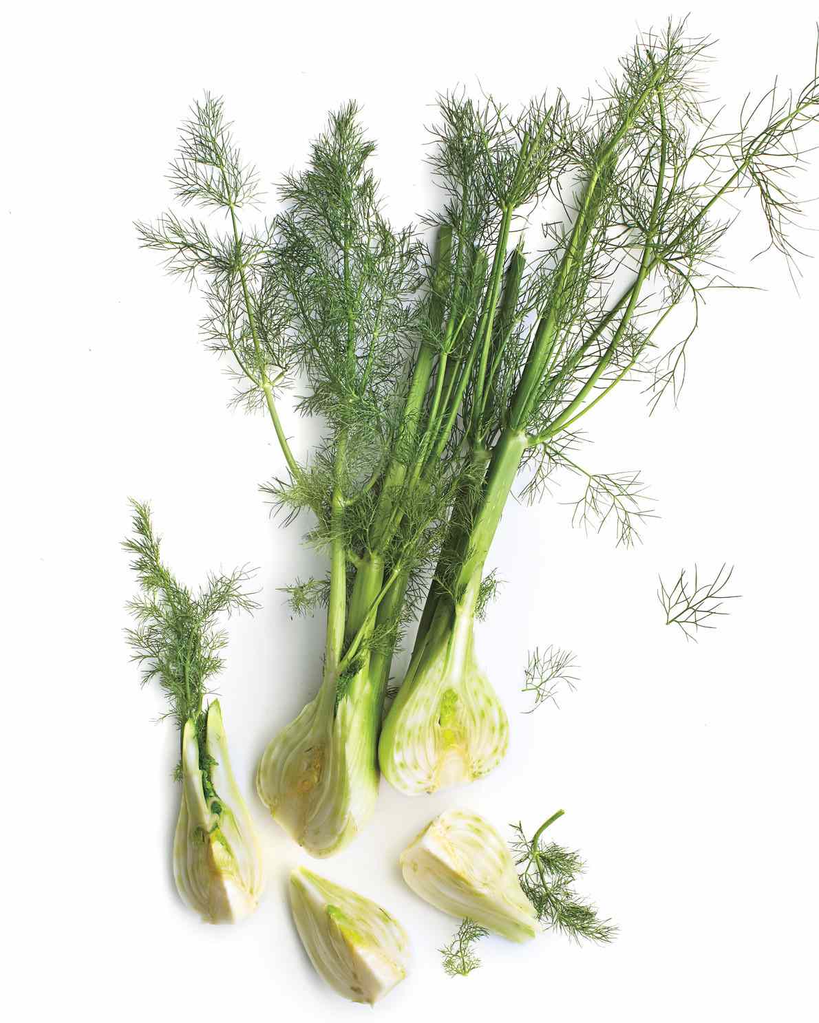 Head of fennel