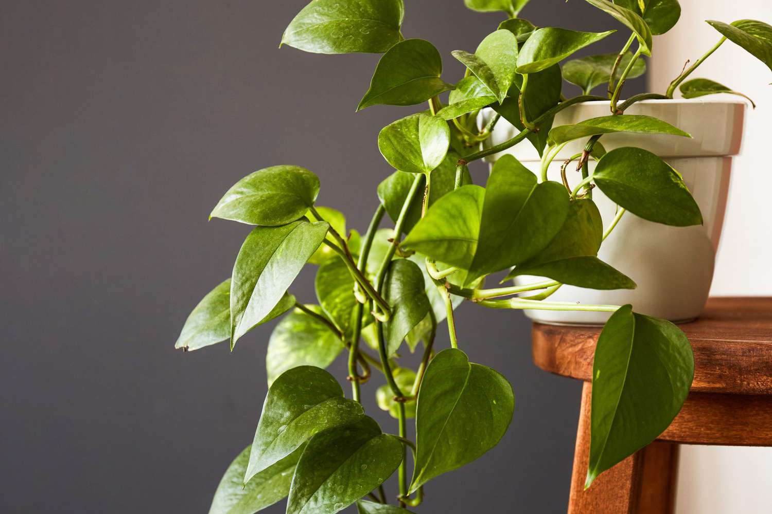 pothos plant on stool