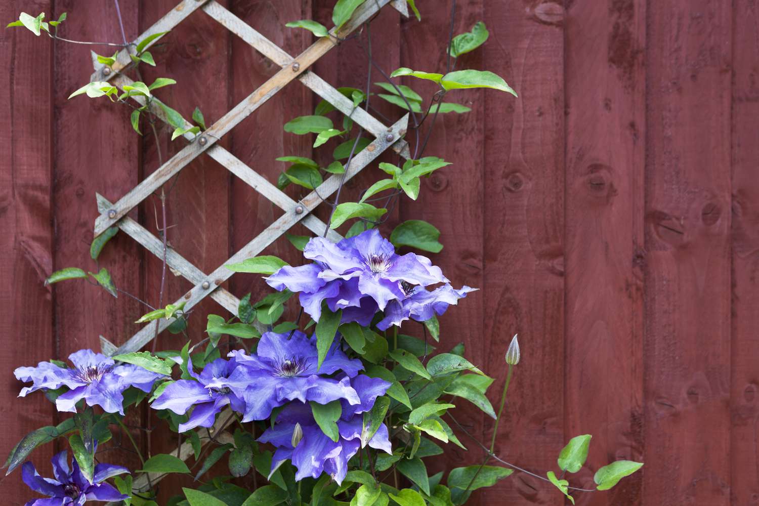 Clematis flowers climbing trellis against red wall