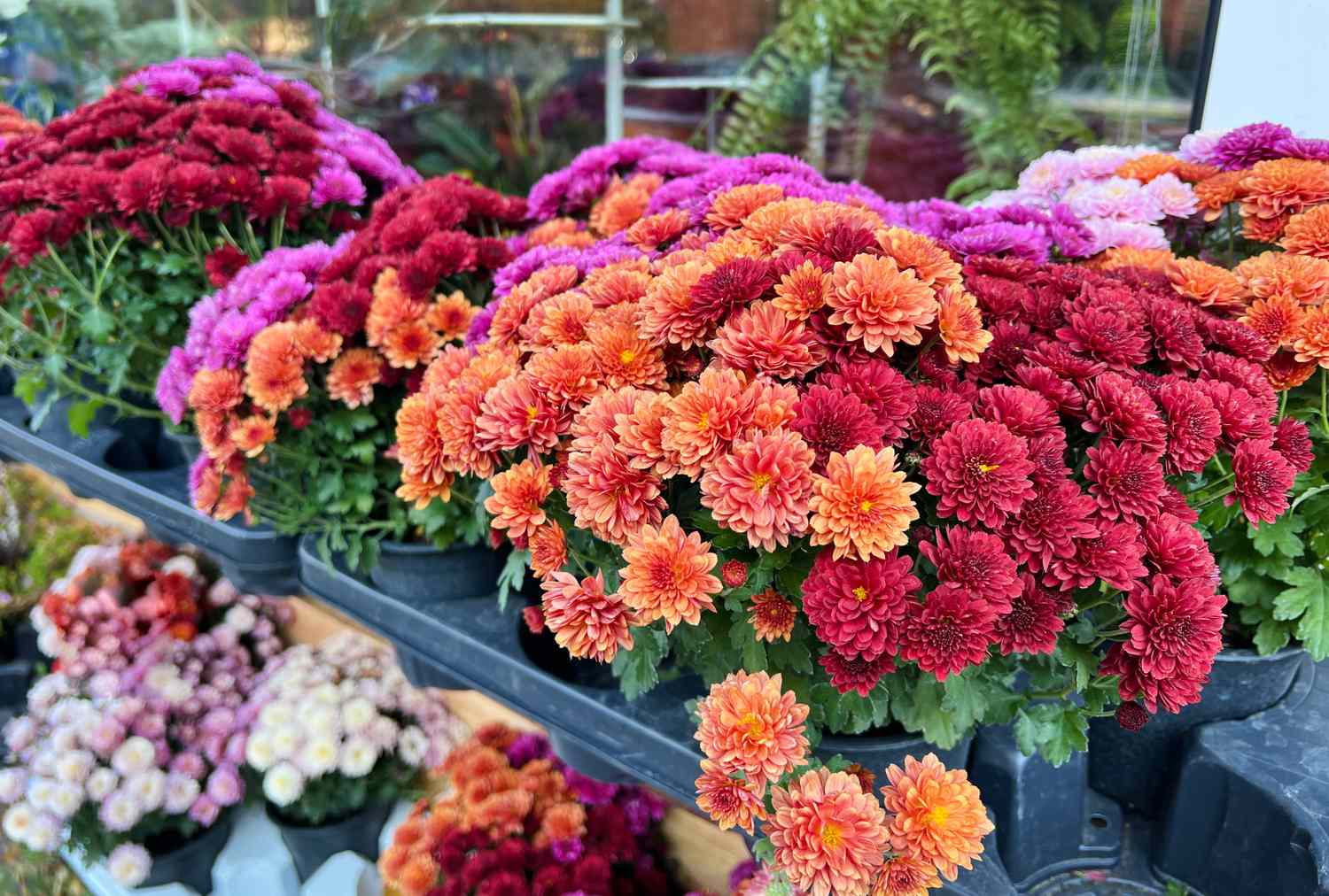 Bunches of chrysanthemums displayed on shelves in an outdoor setting