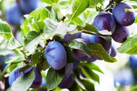 Plums growing on a tree branch with green leaves surrounding them