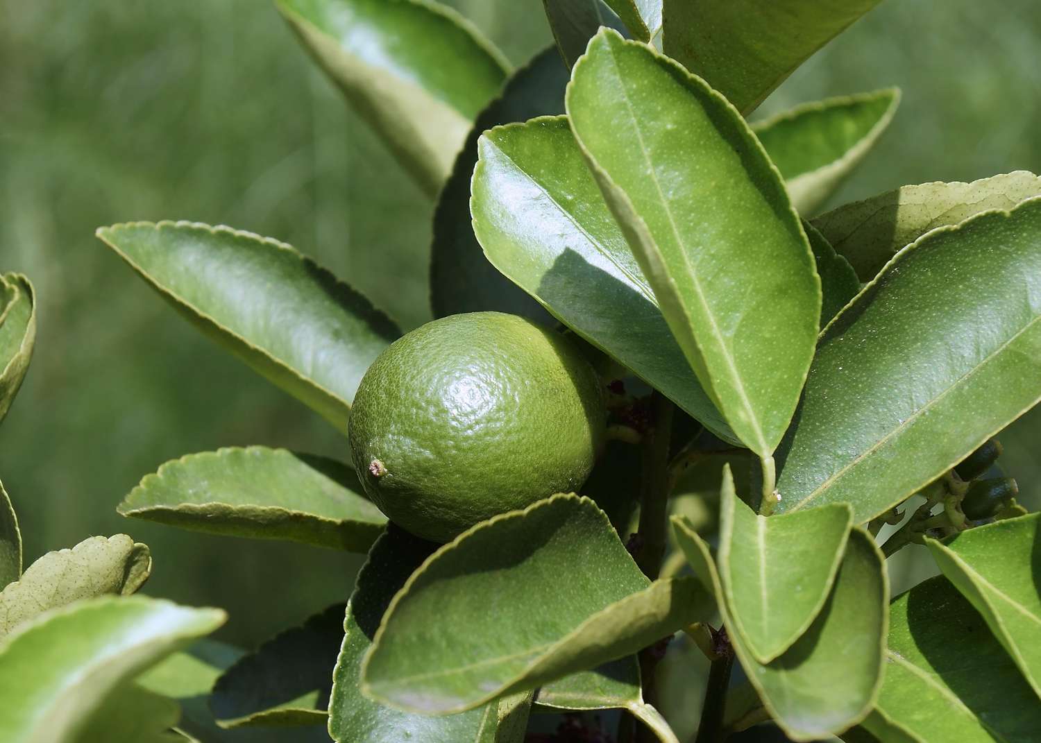 A lime growing on a tree surrounded by green leaves