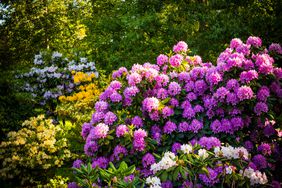 Rhododendron