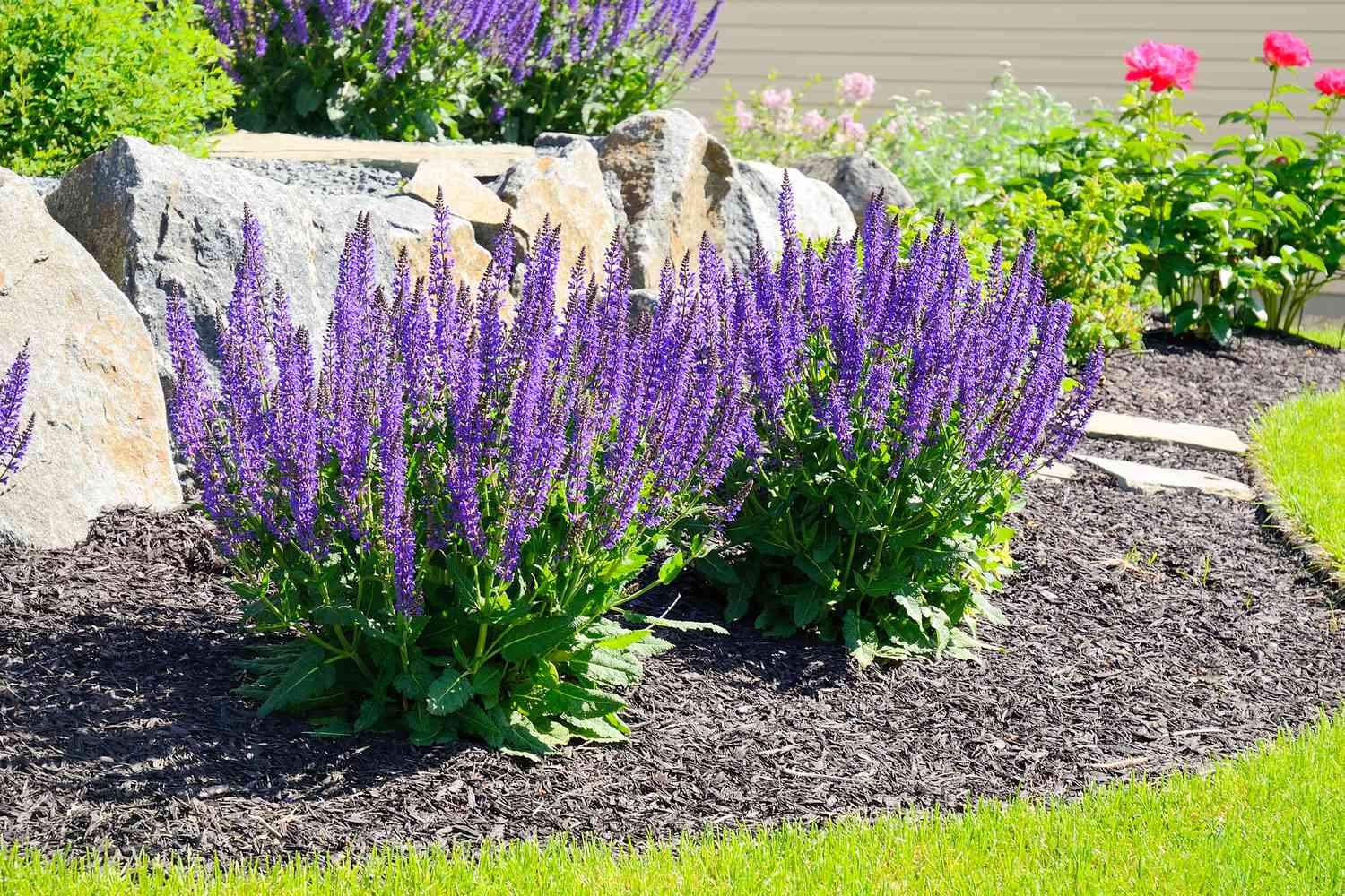 Salvia purple flowers