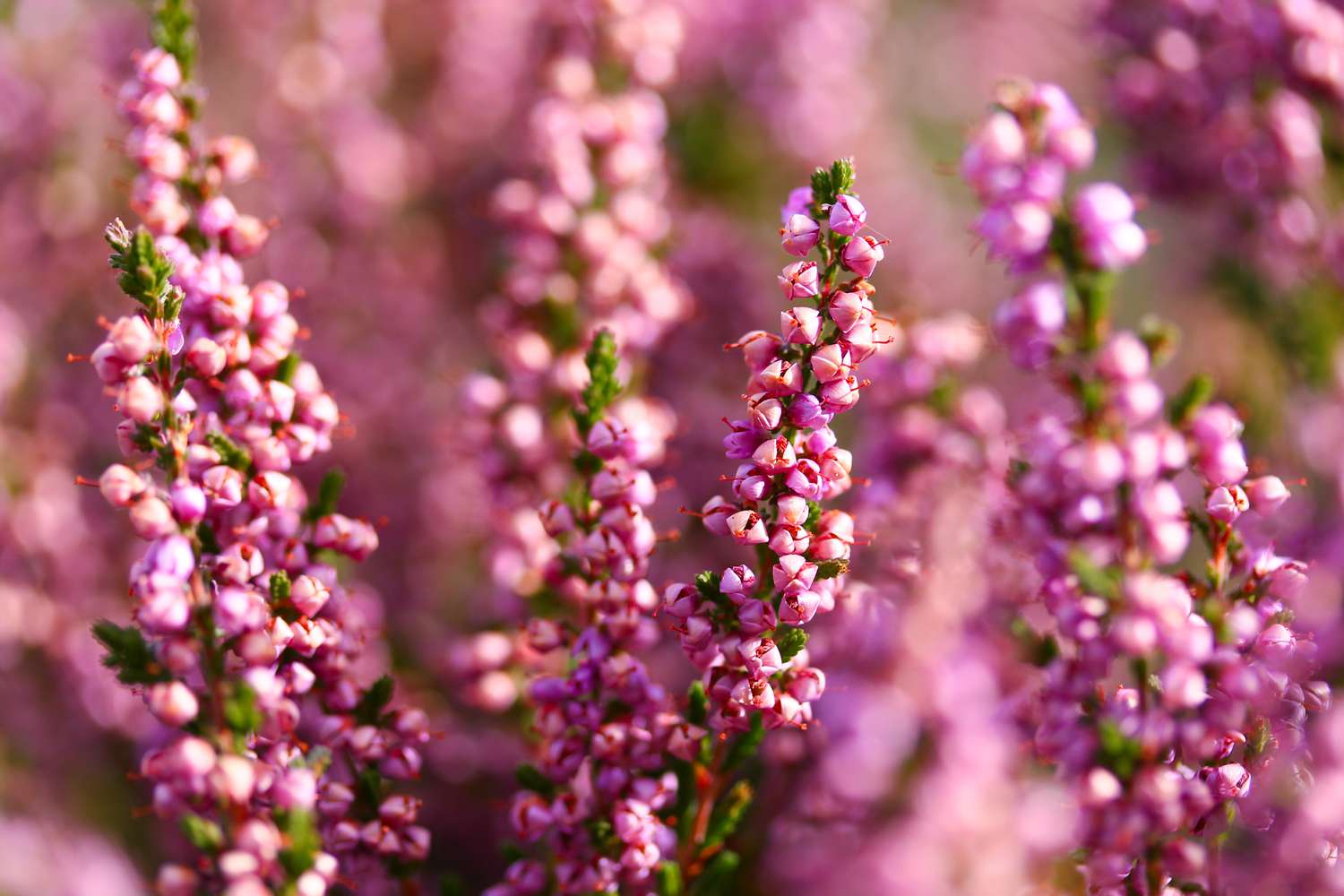 heather flowers 