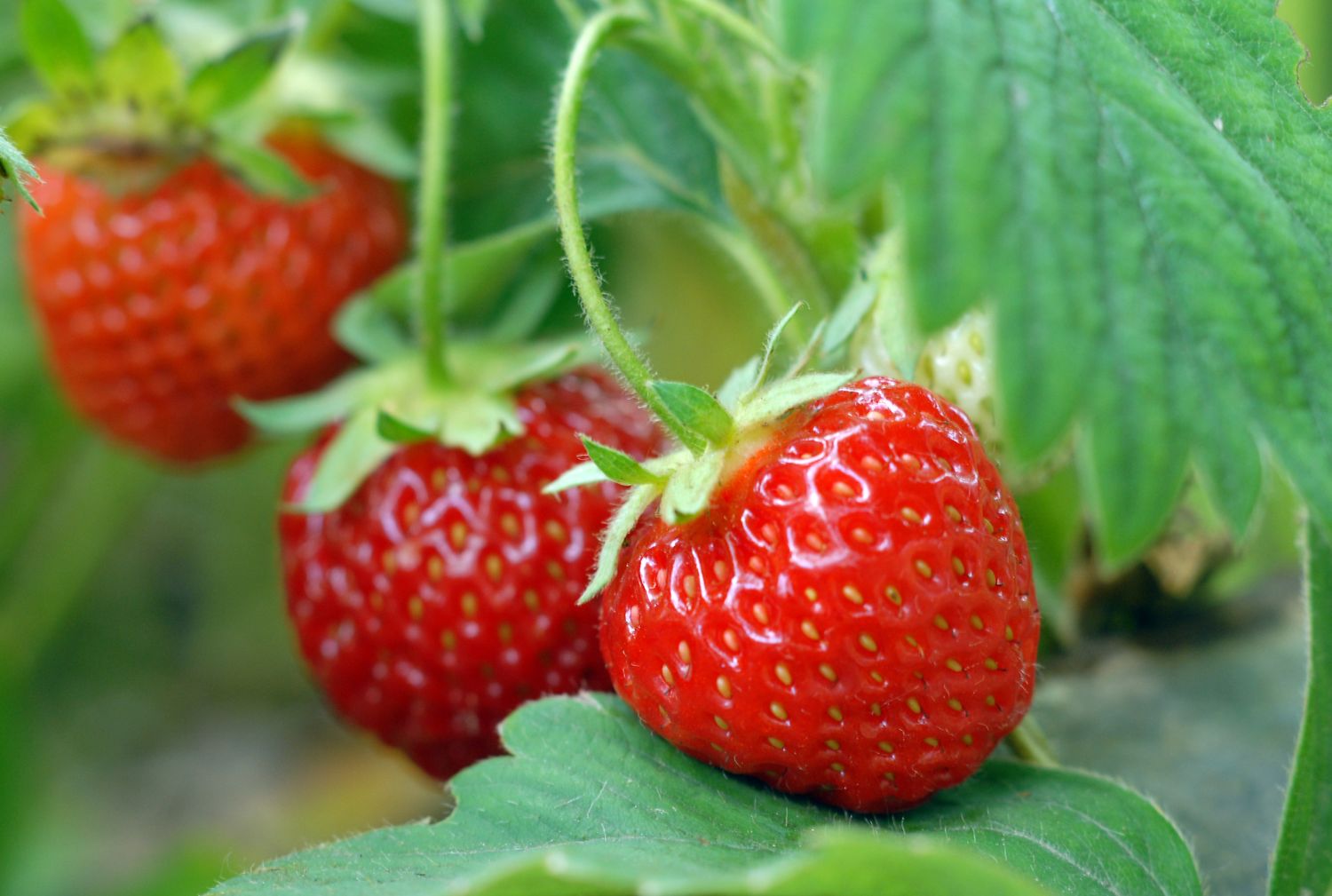 Strawberries growing on a plant with green leaves