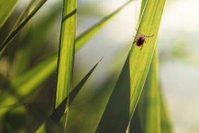 ixodic tick attack close up. Macro photo. Focus on a small tick. These dangerous ticks carry dangerous diseases like encephalitis and borreliosis (Lyme disease)