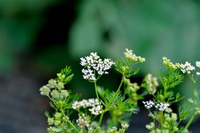 Flowering cilantro plants with small blooming flowers