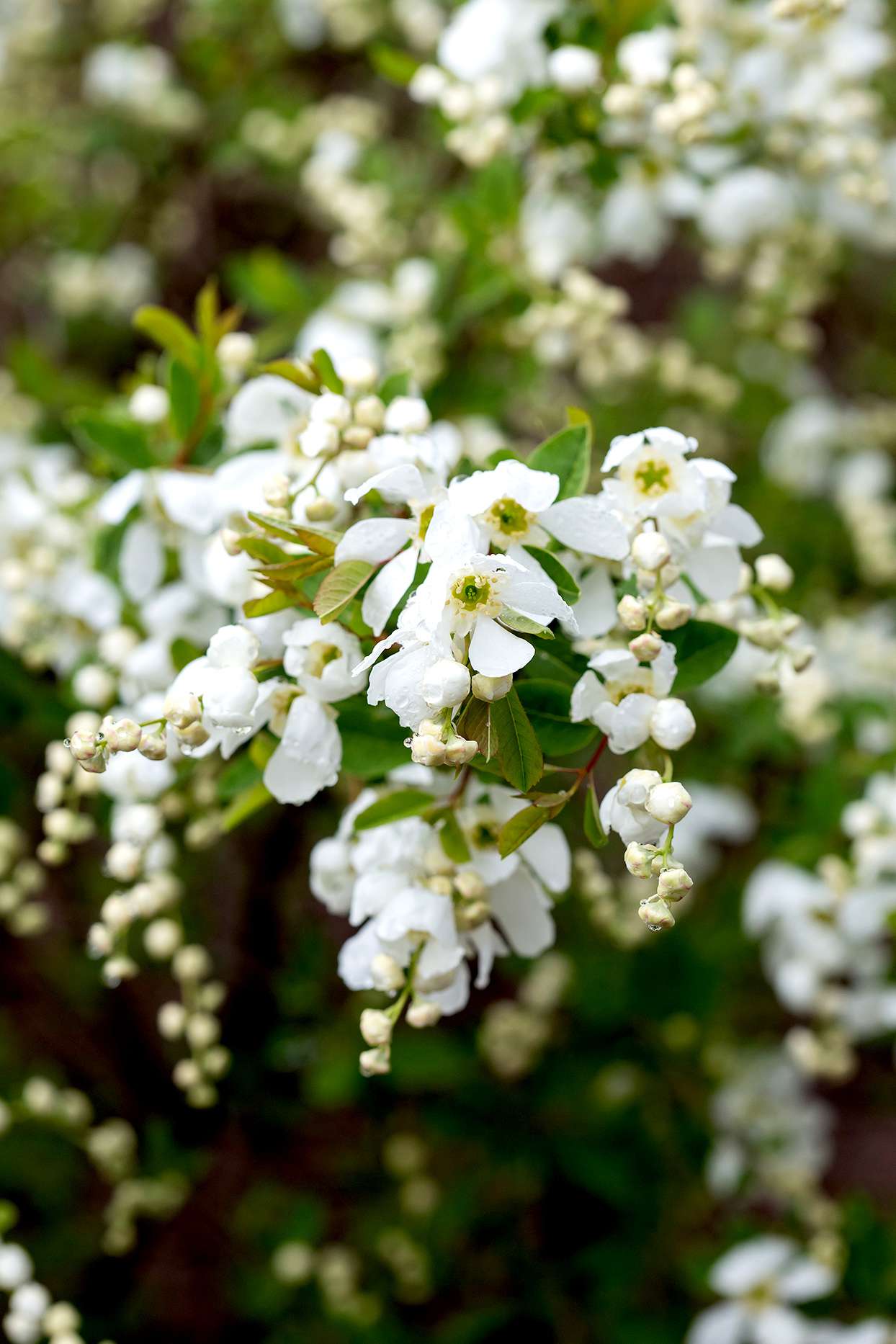 White Lotus Moon flowers